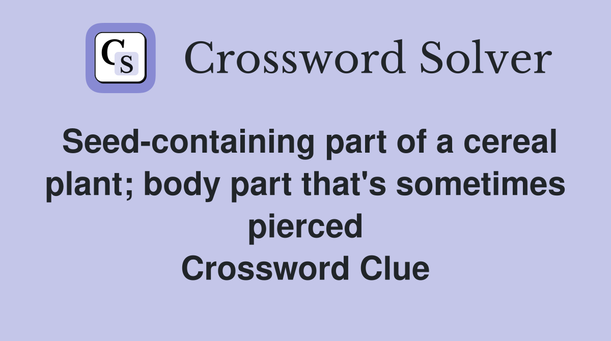 Seed-containing part of a cereal plant; body part that's sometimes pierced Crossword Clue