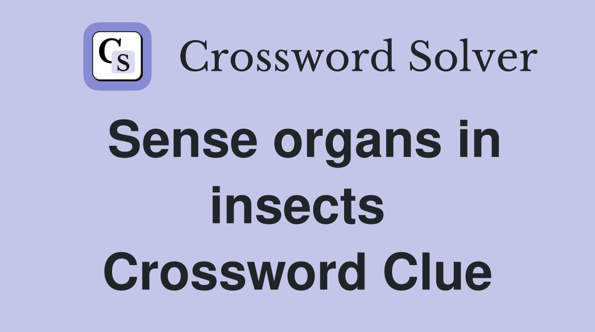Sense organs in insects Crossword Clue