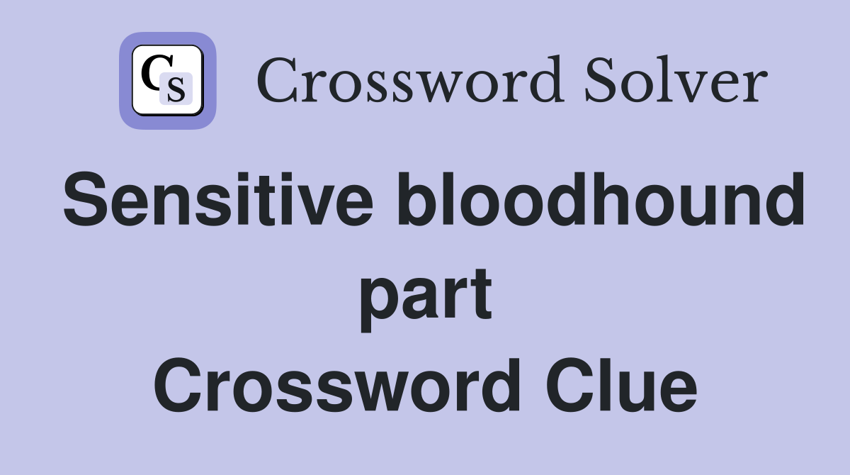 Sensitive bloodhound part Crossword Clue