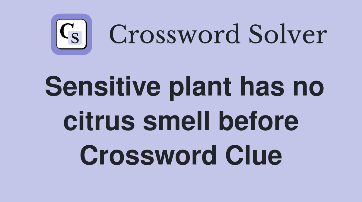 Sensitive plant has no citrus smell before Crossword Clue