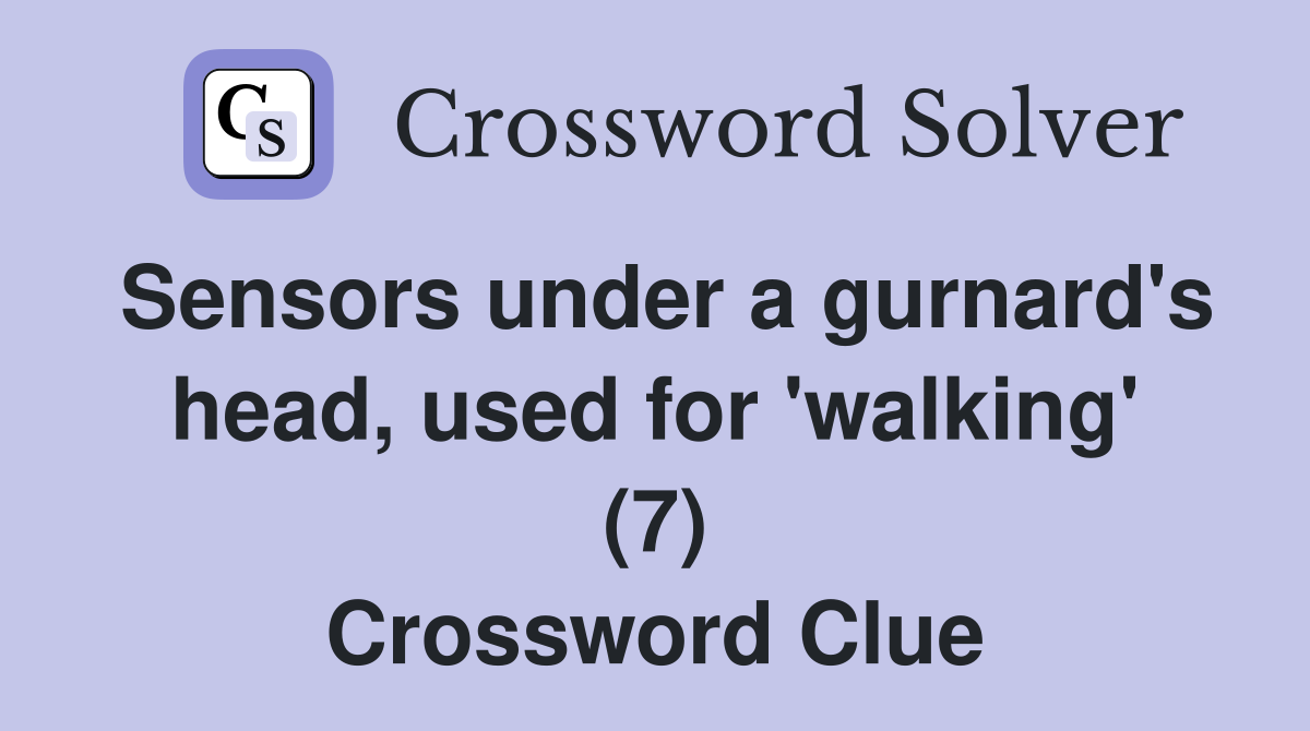 Sensors under a gurnard's head, used for 'walking' (7) Crossword Clue