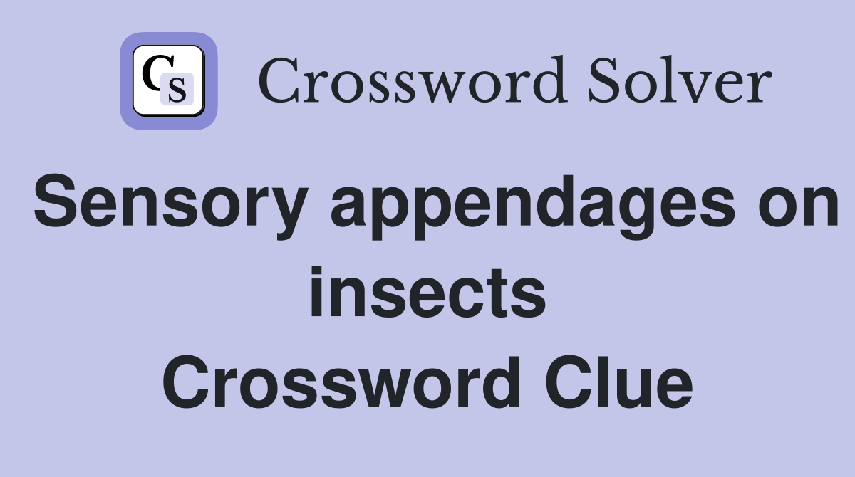 Sensory appendages on insects Crossword Clue