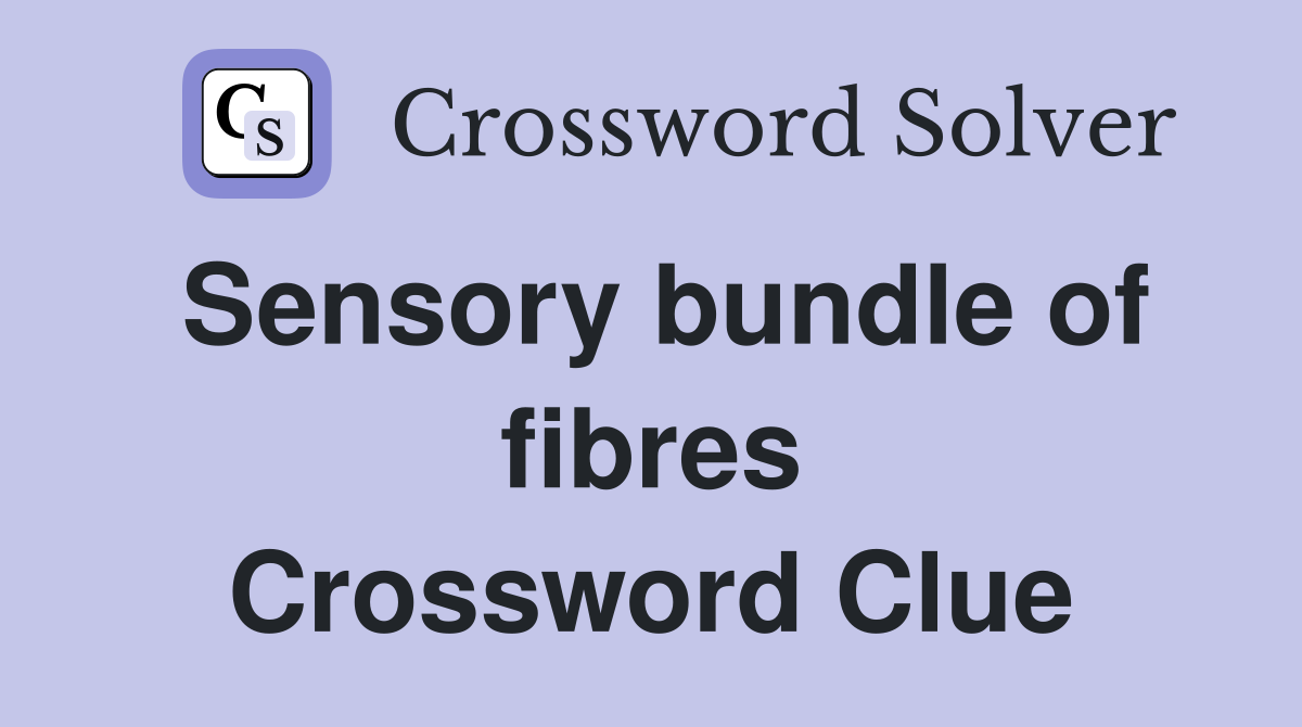 Sensory bundle of fibres Crossword Clue