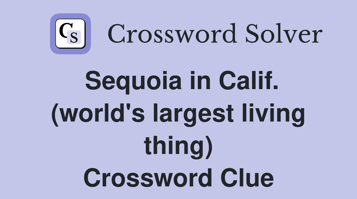 Sequoia in Calif. (world's largest living thing) Crossword Clue