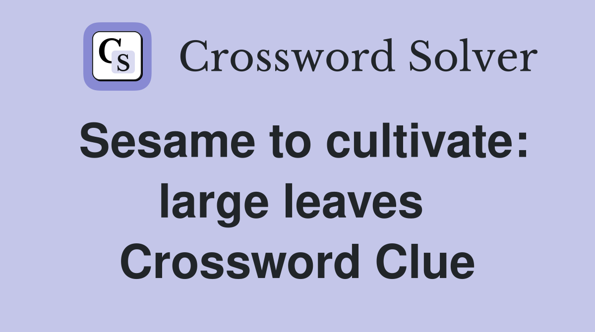 Sesame to cultivate: large leaves  Crossword Clue