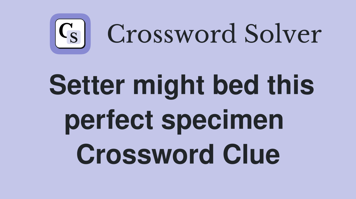 Setter might bed this perfect specimen  Crossword Clue