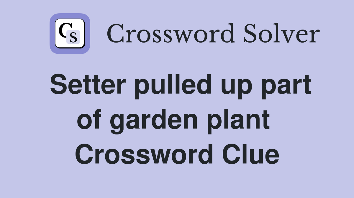 Setter pulled up part of garden plant  Crossword Clue