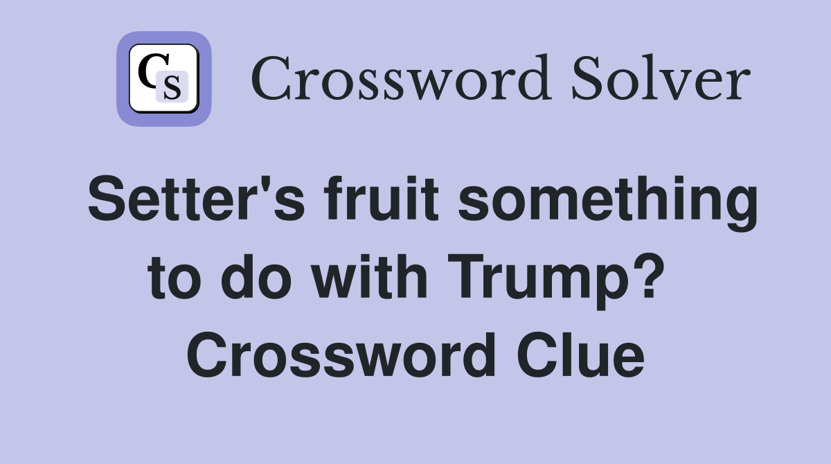 Setter's fruit something to do with Trump?  Crossword Clue