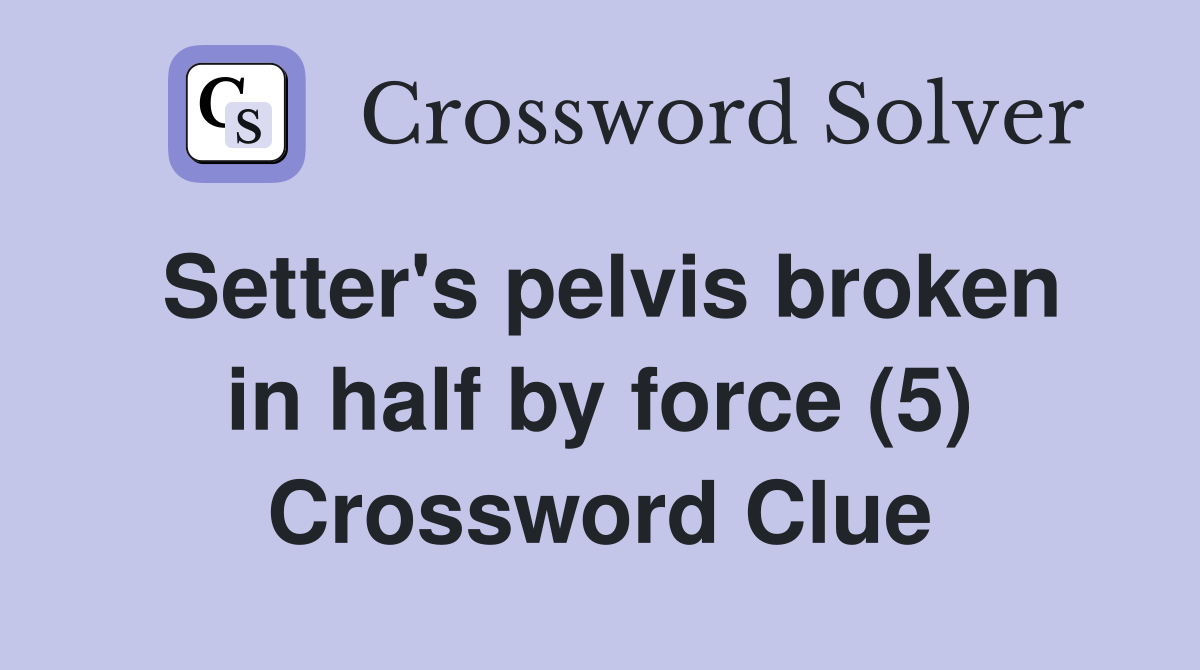 Setter's pelvis broken in half by force (5) Crossword Clue
