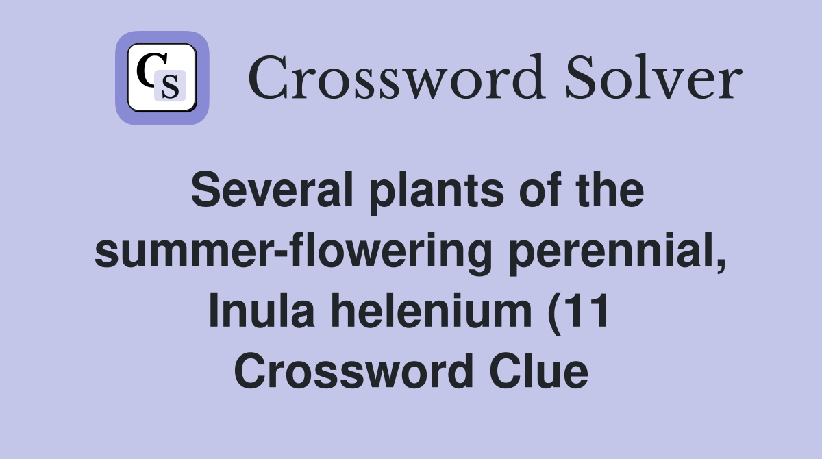 Several plants of the summer flowering perennial Inula helenium (11 Several plants of the summer flowering perennial Inula helenium (11