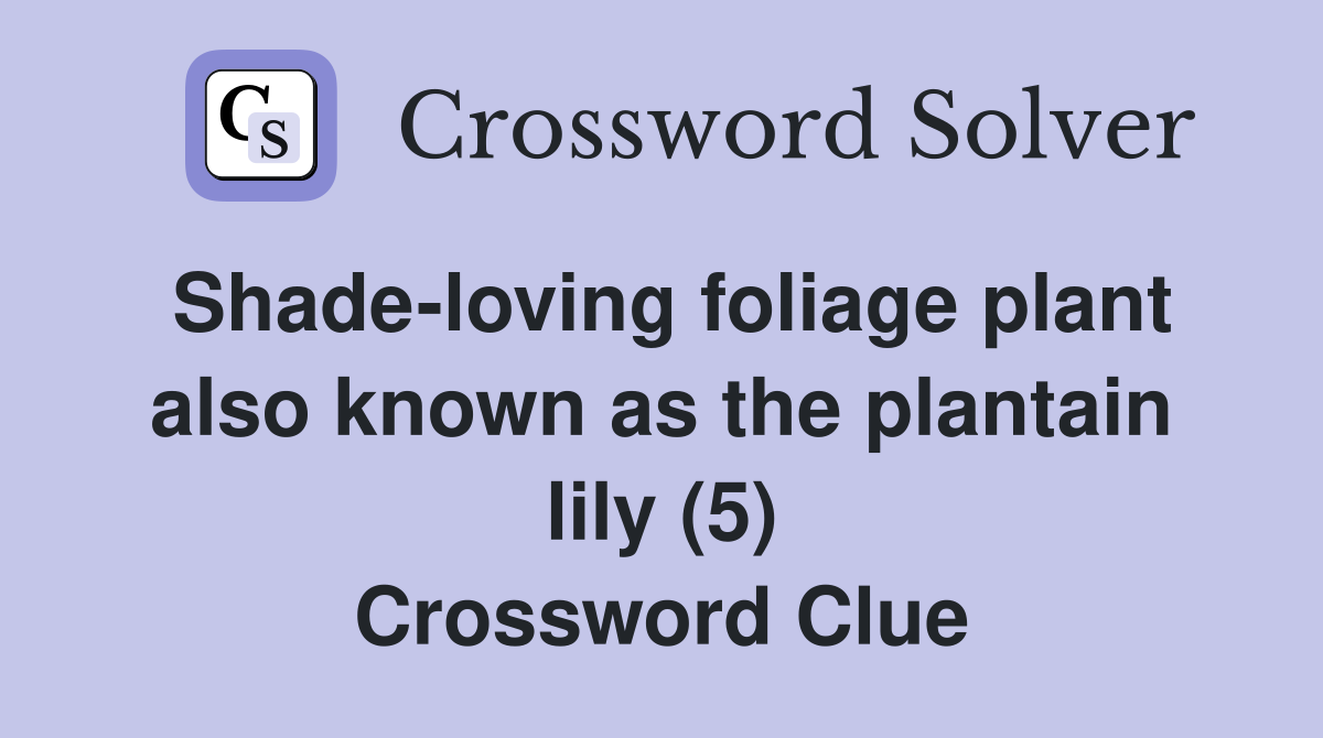Shade-loving foliage plant also known as the plantain lily (5) Crossword Clue