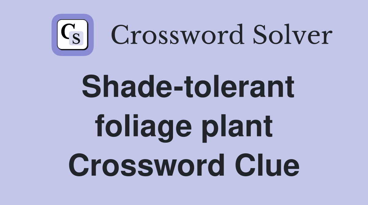 Shade-tolerant foliage plant Crossword Clue