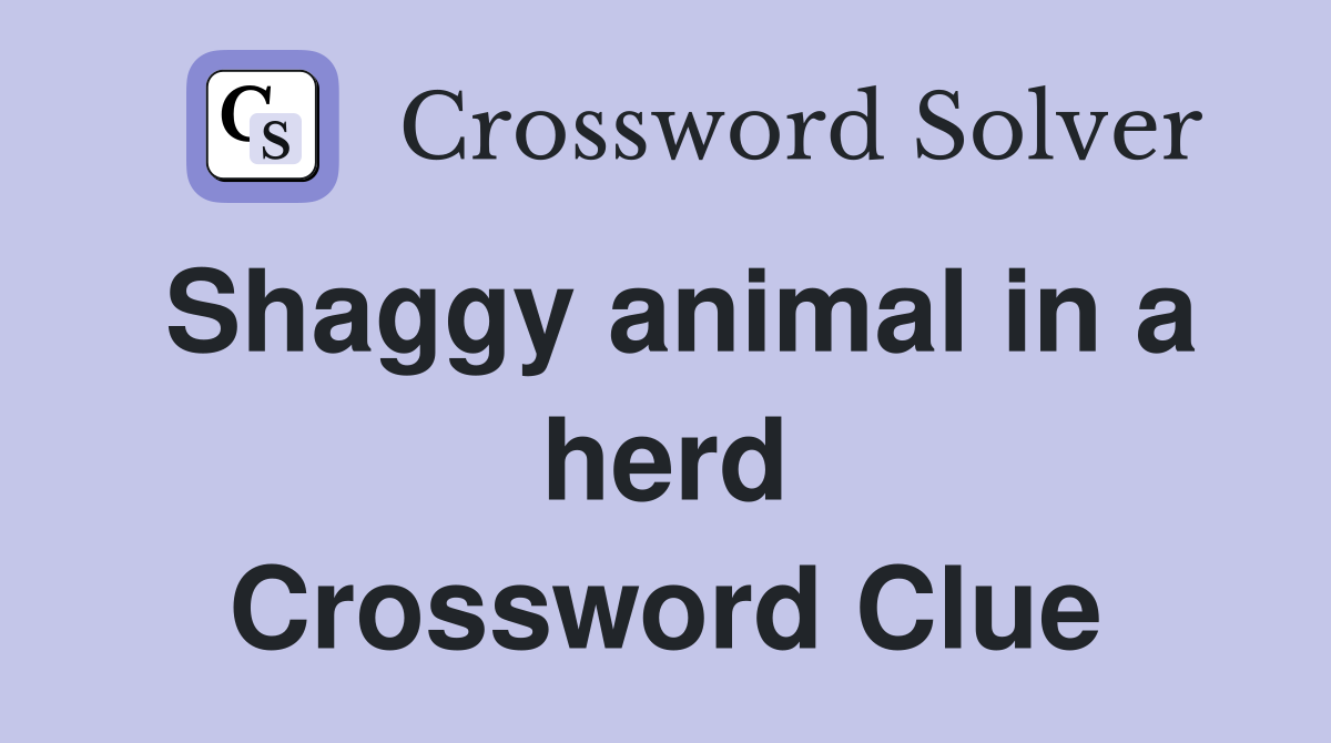Shaggy animal in a herd Crossword Clue