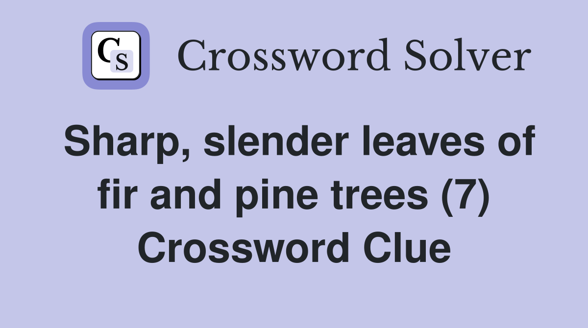 Sharp, slender leaves of fir and pine trees (7) Crossword Clue