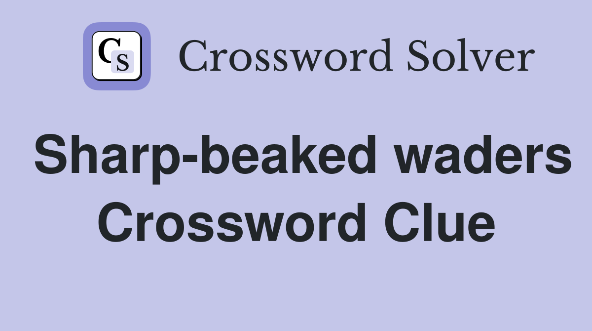 Sharp-beaked waders Crossword Clue