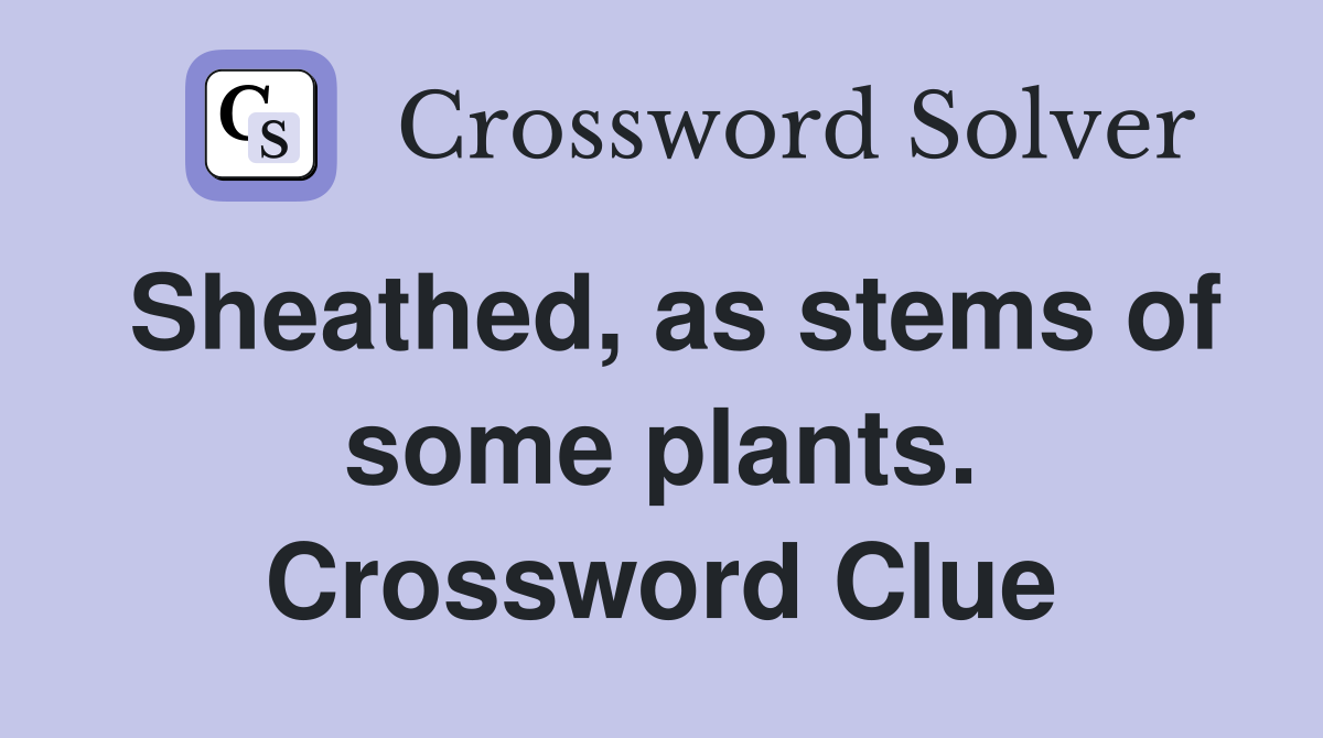 Sheathed, as stems of some plants. Crossword Clue
