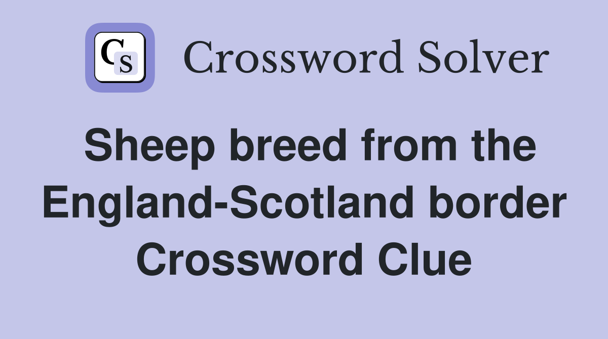 Sheep breed from the England-Scotland border Crossword Clue