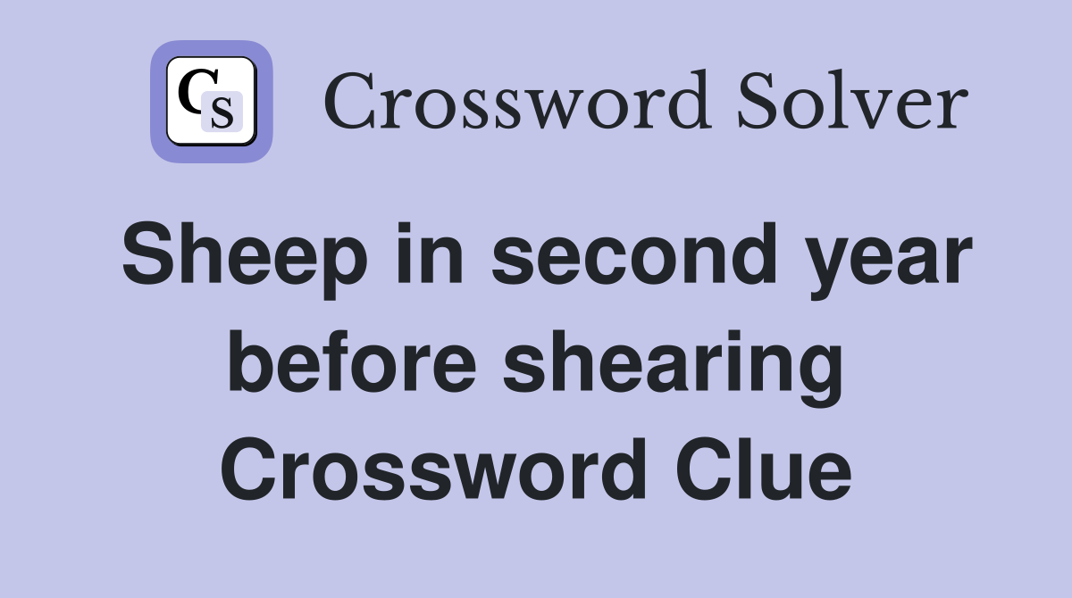 Sheep in second year before shearing Crossword Clue