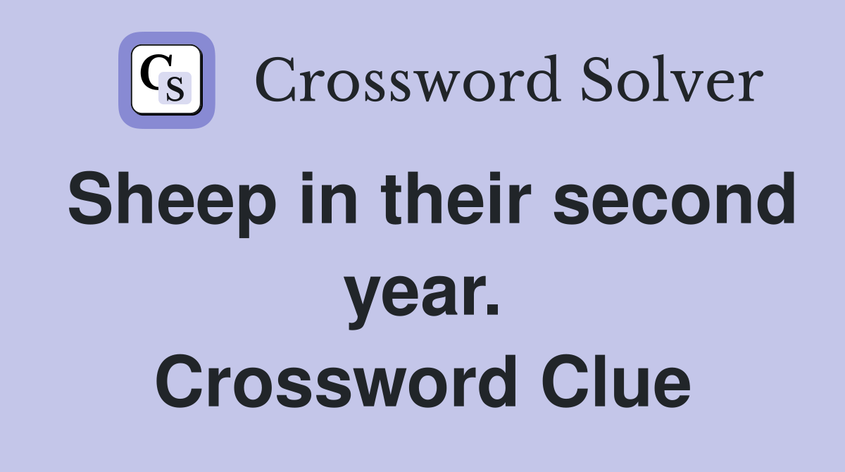Sheep in their second year. Crossword Clue