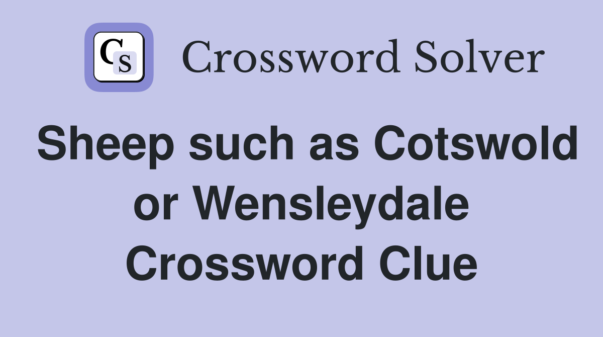 Sheep such as Cotswold or Wensleydale Crossword Clue
