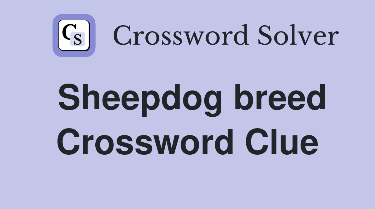Sheepdog breed Crossword Clue