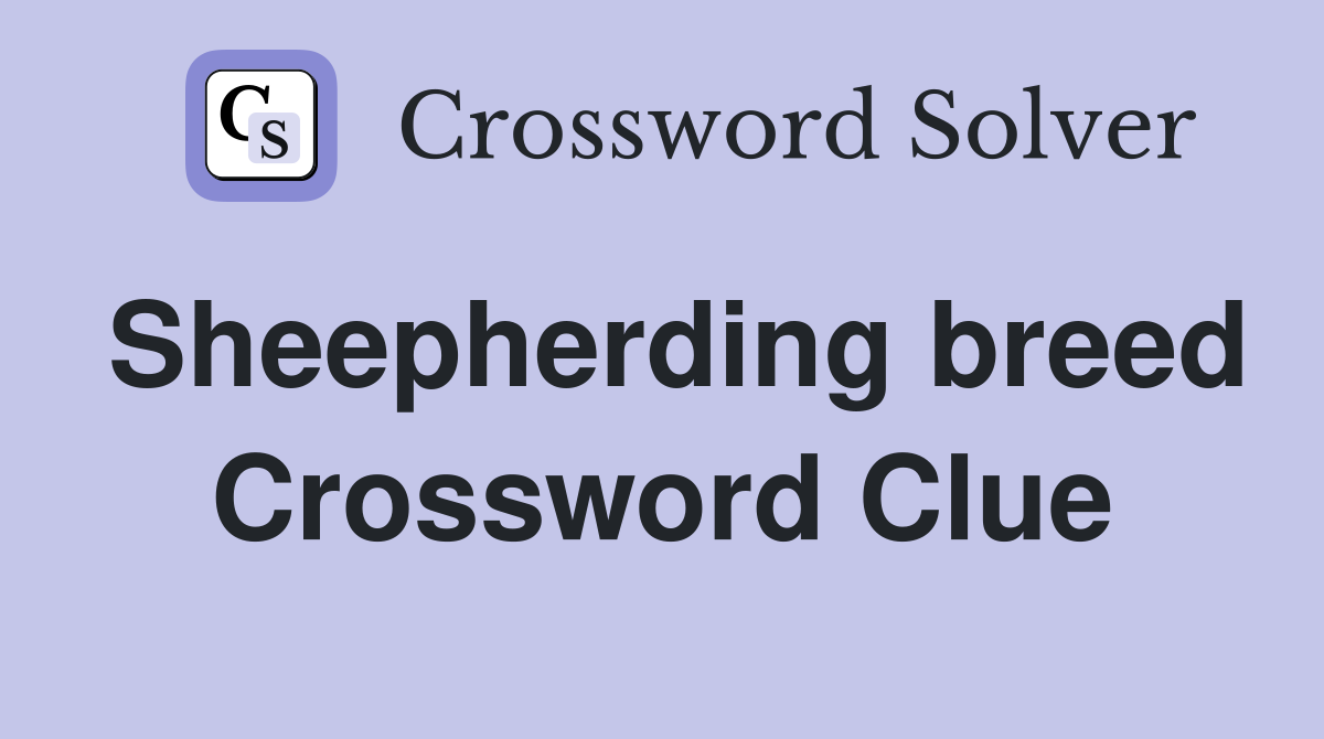 Sheepherding breed Crossword Clue