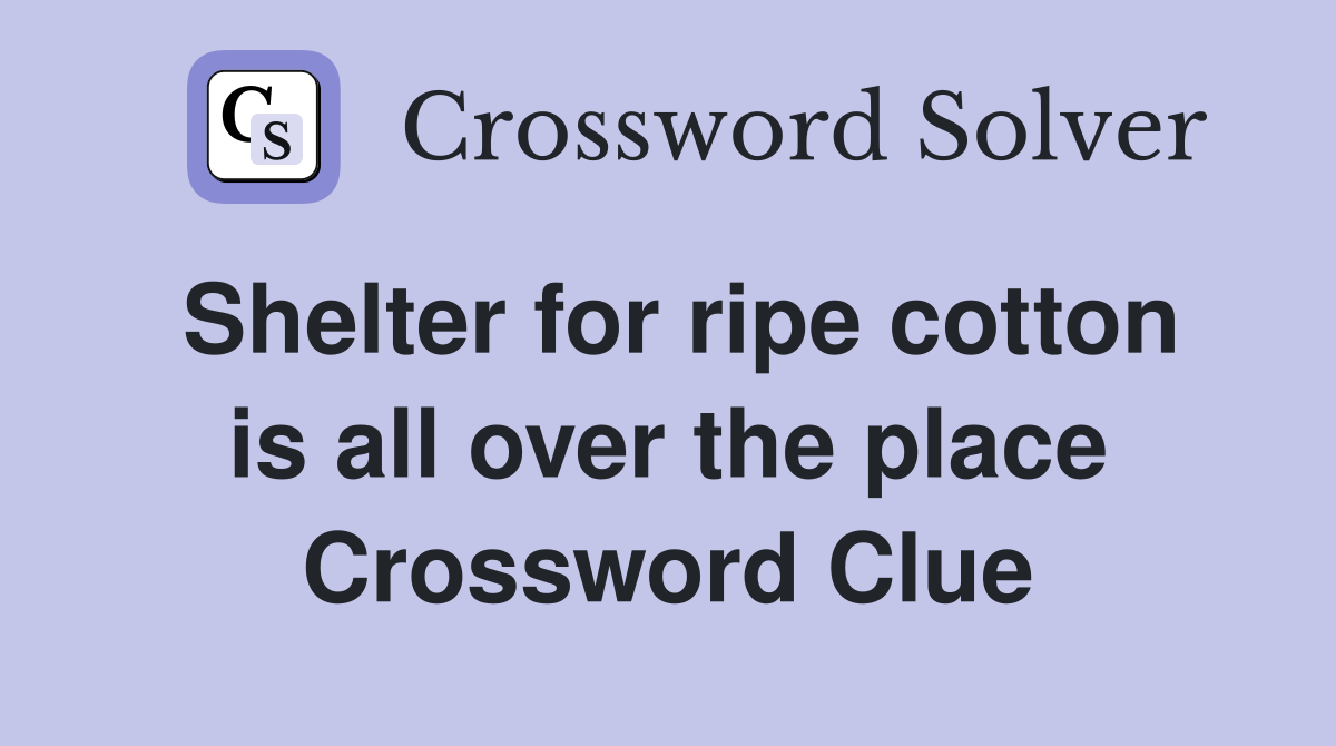 Shelter for ripe cotton is all over the place Crossword Clue