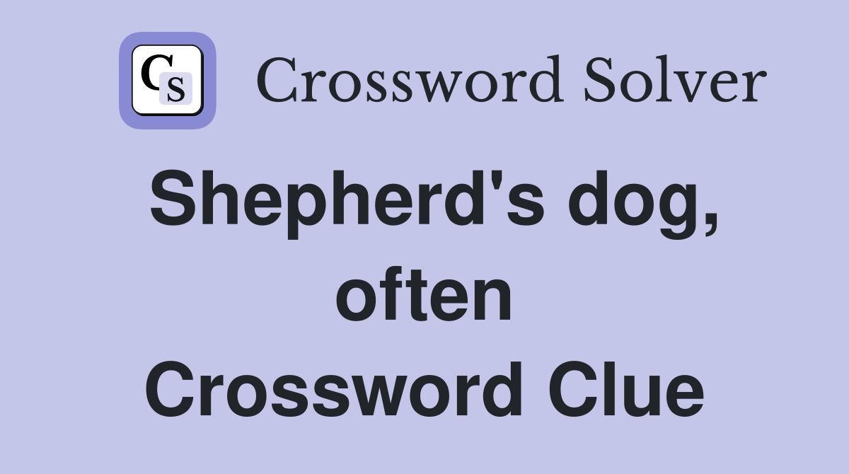 Shepherd's dog, often Crossword Clue