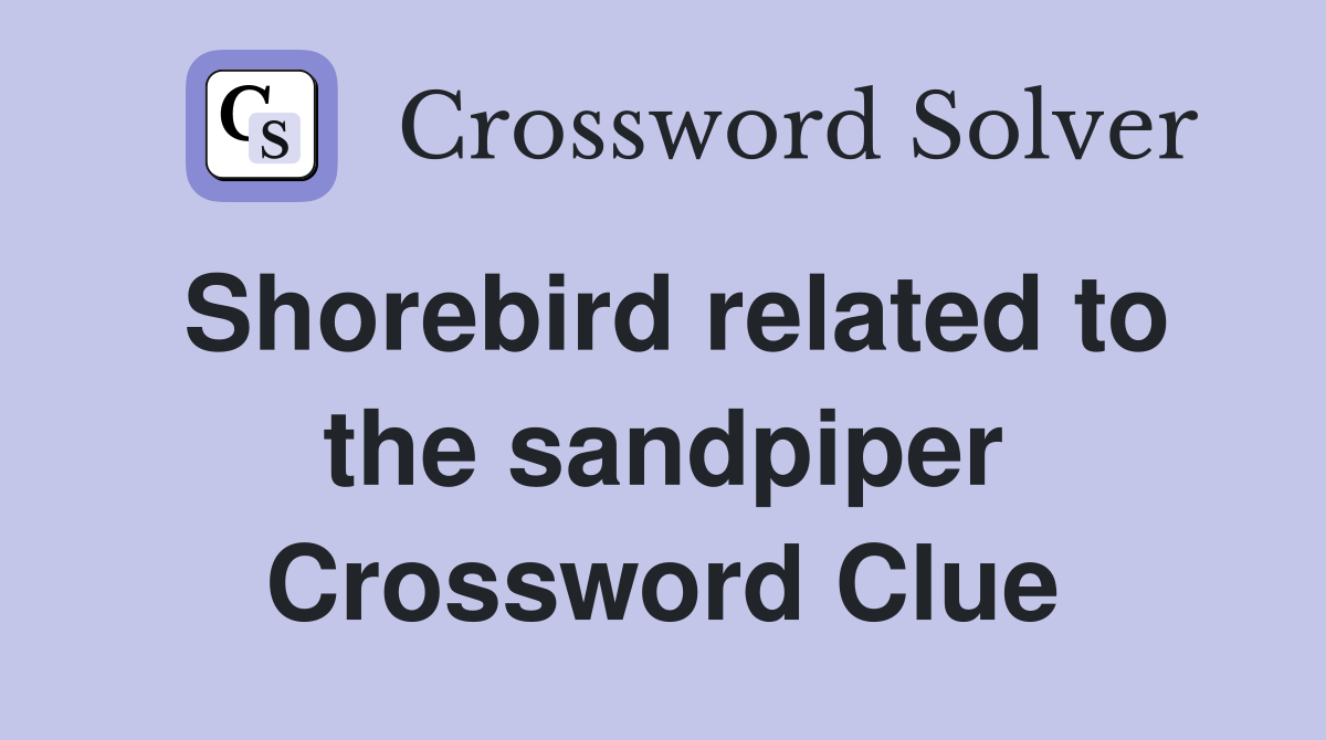Shorebird related to the sandpiper Crossword Clue