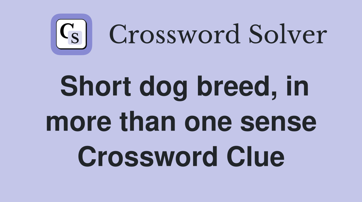 Short dog breed, in more than one sense Crossword Clue