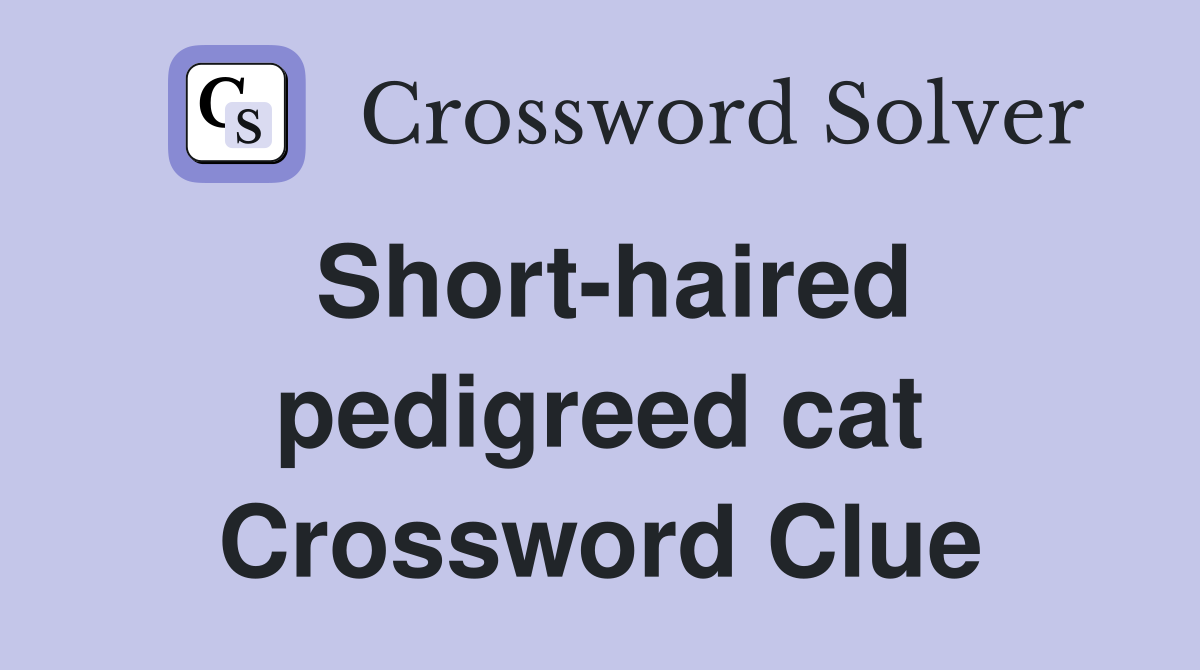 Short-haired pedigreed cat Crossword Clue