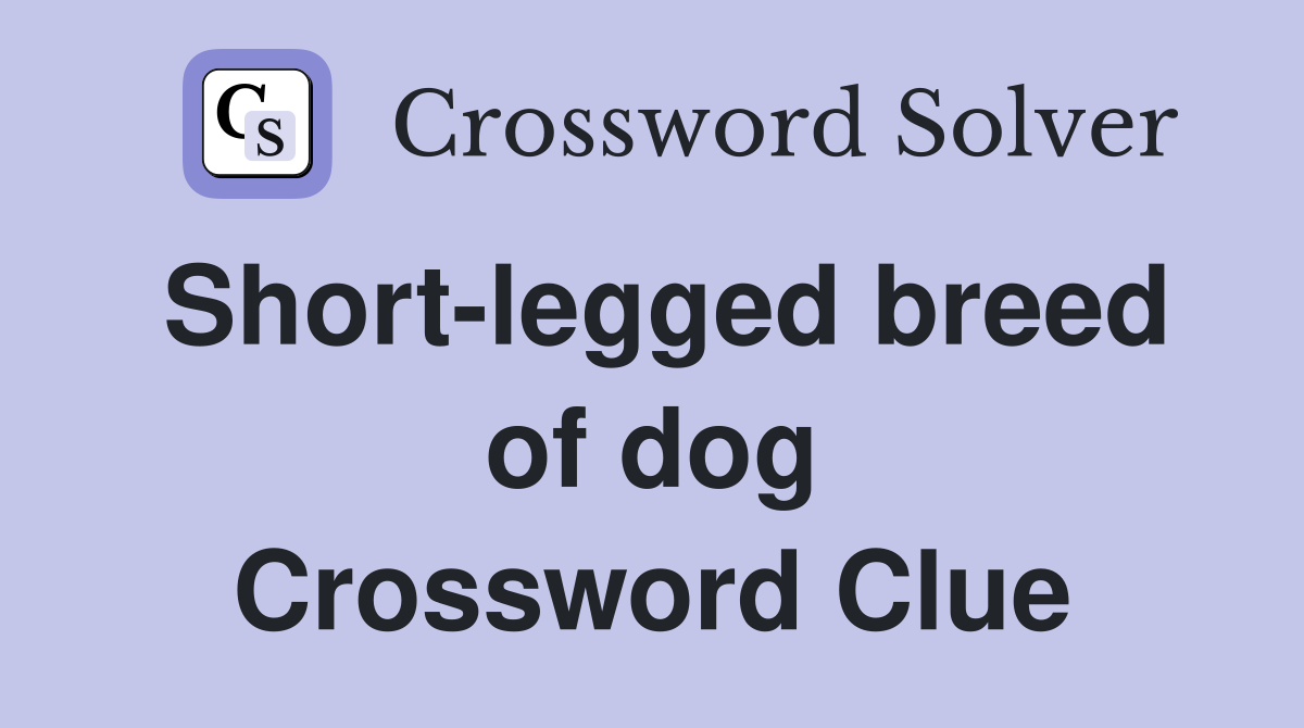 Short-legged breed of dog Crossword Clue