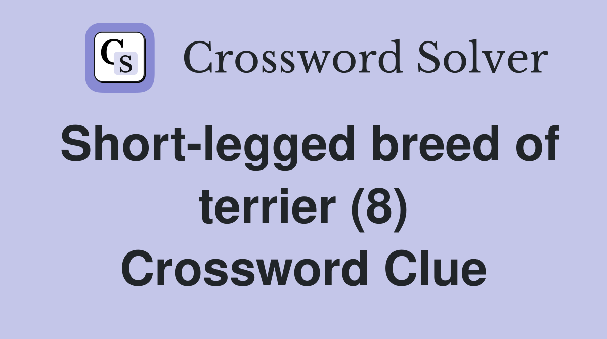 Short-legged breed of terrier (8) Crossword Clue