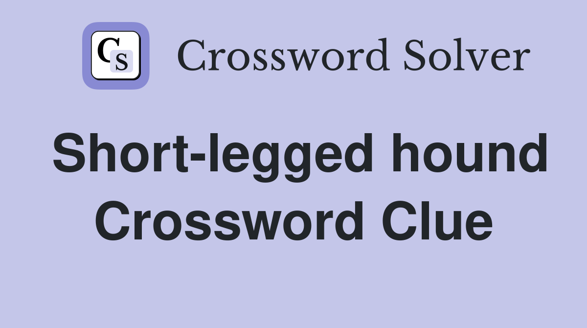Short-legged hound Crossword Clue