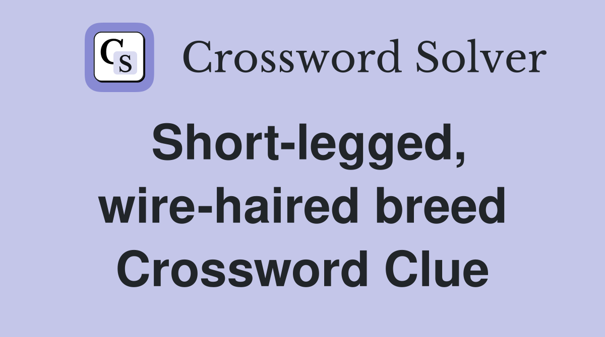 Short-legged, wire-haired breed Crossword Clue