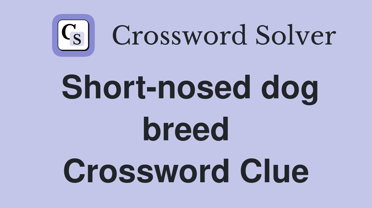 Short-nosed dog breed Crossword Clue