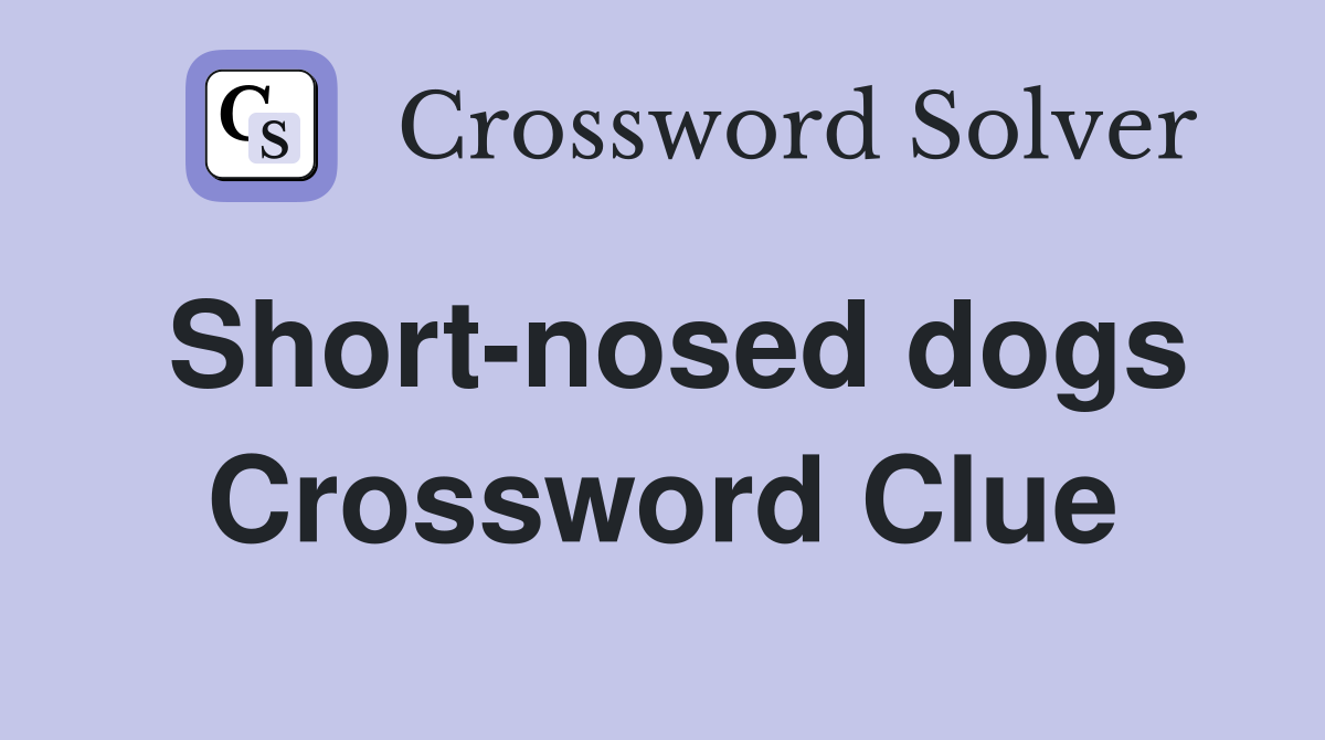 Short-nosed dogs Crossword Clue