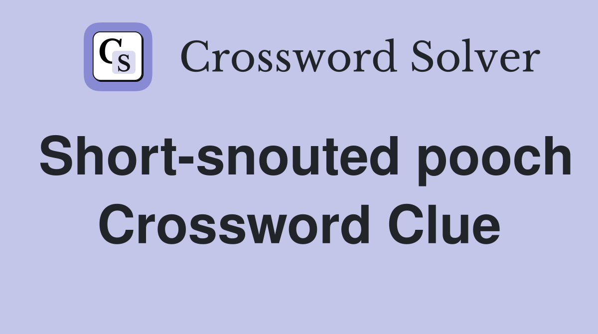 Short-snouted pooch Crossword Clue