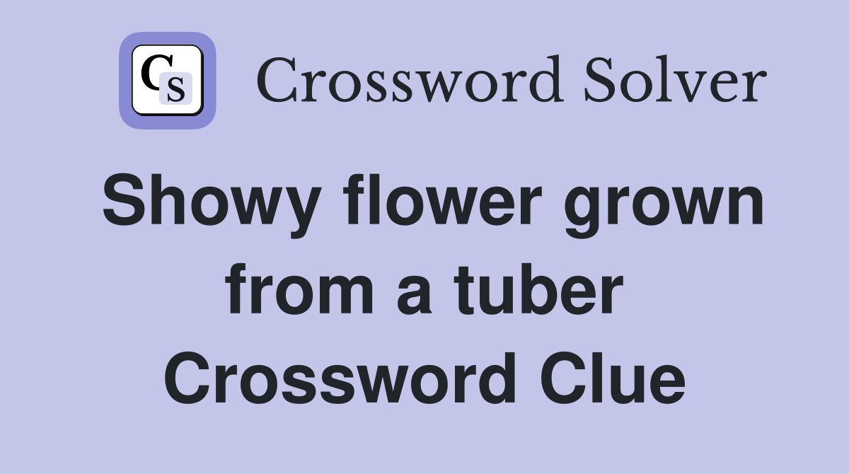 Showy flower grown from a tuber Crossword Clue