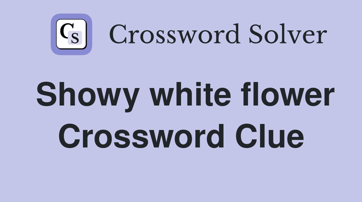 Showy white flower Crossword Clue