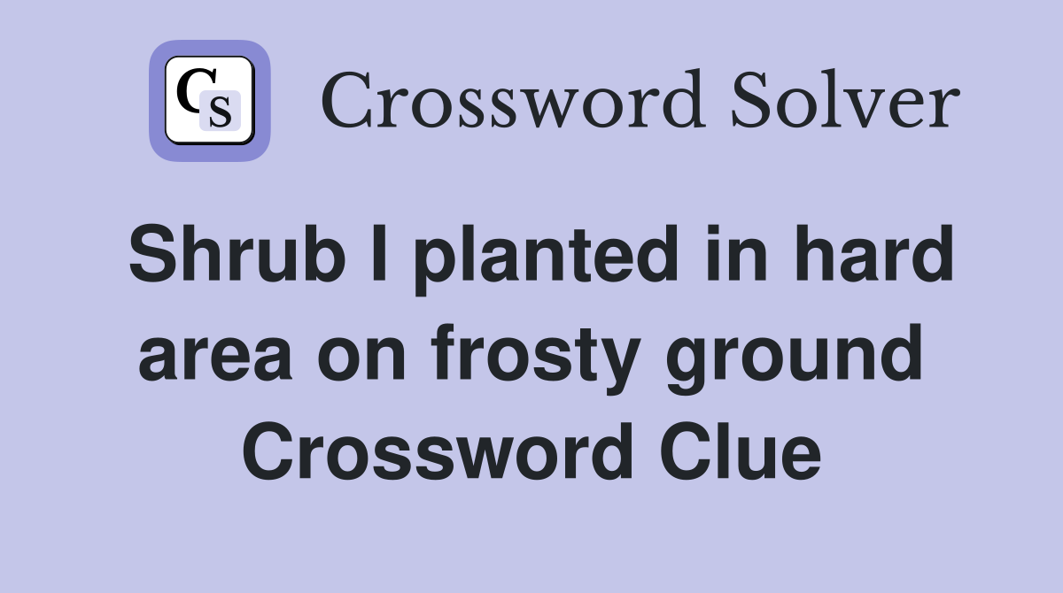 Shrub I planted in hard area on frosty ground Crossword Clue