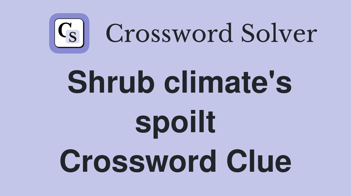 Shrub climate's spoilt Crossword Clue