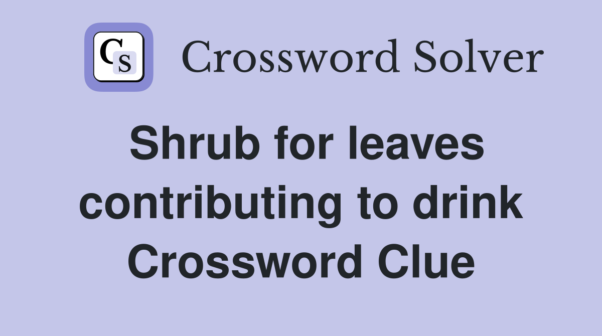 Shrub for leaves contributing to drink Crossword Clue