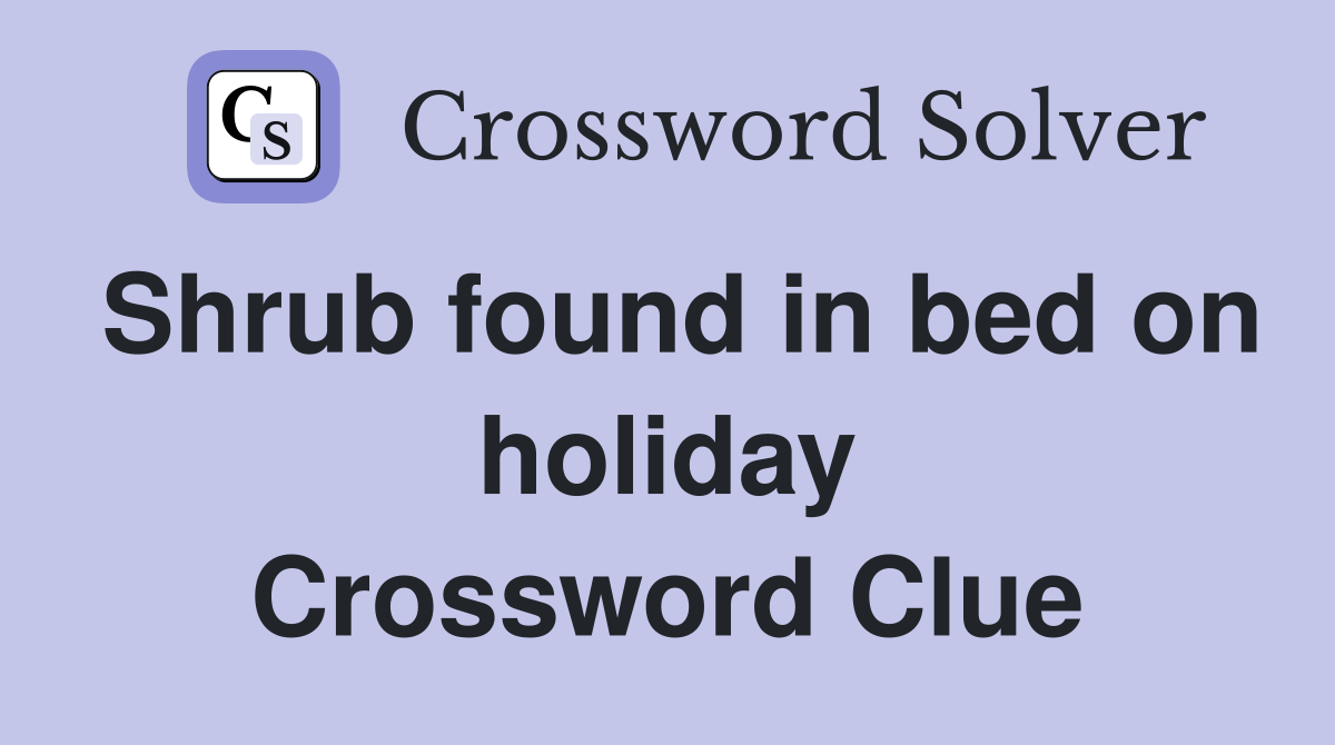 Shrub found in bed on holiday Crossword Clue
