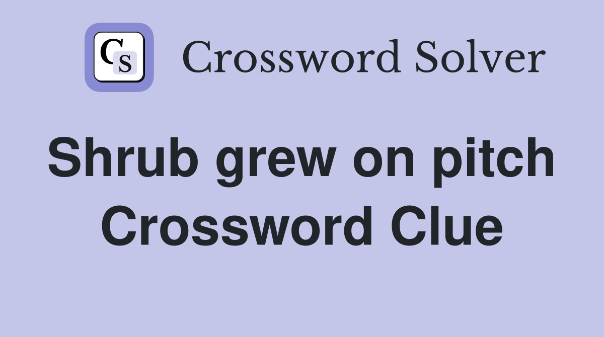 Shrub grew on pitch  Crossword Clue
