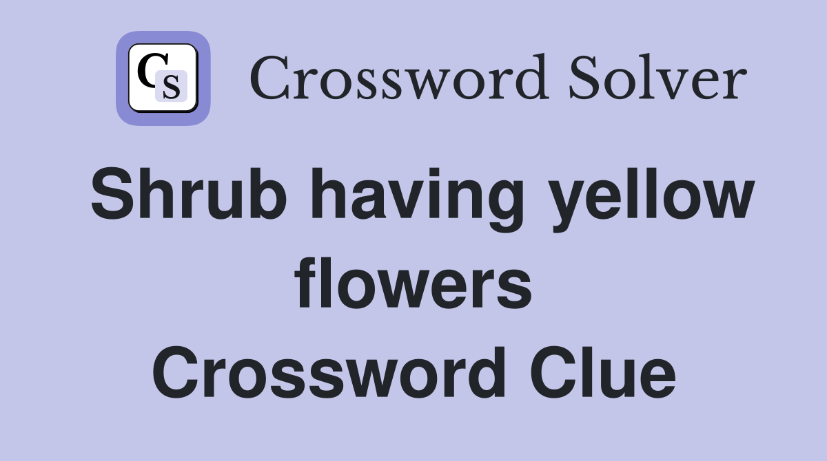 Shrub having yellow flowers Crossword Clue
