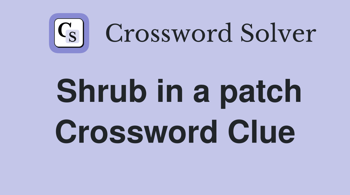 Shrub in a patch Crossword Clue