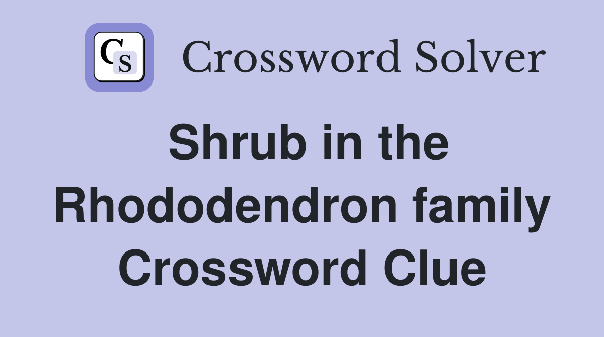 Shrub in the Rhododendron family Crossword Clue
