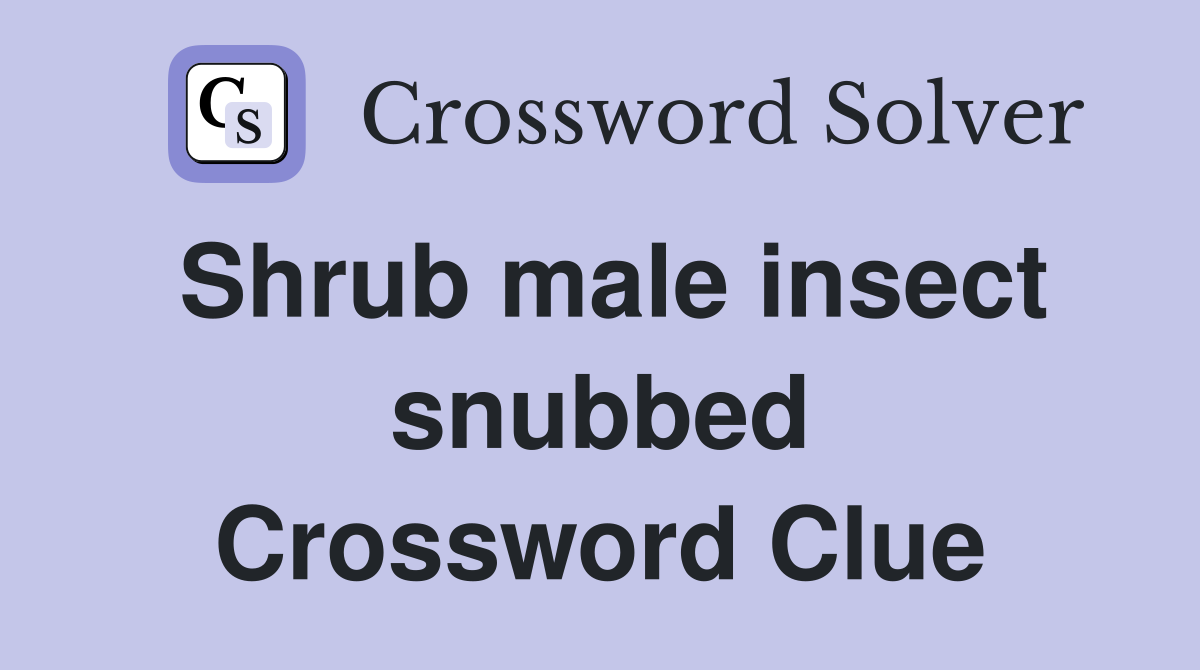 Shrub male insect snubbed Crossword Clue