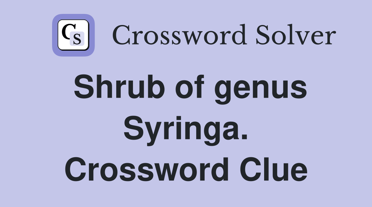 Shrub of genus Syringa. Crossword Clue